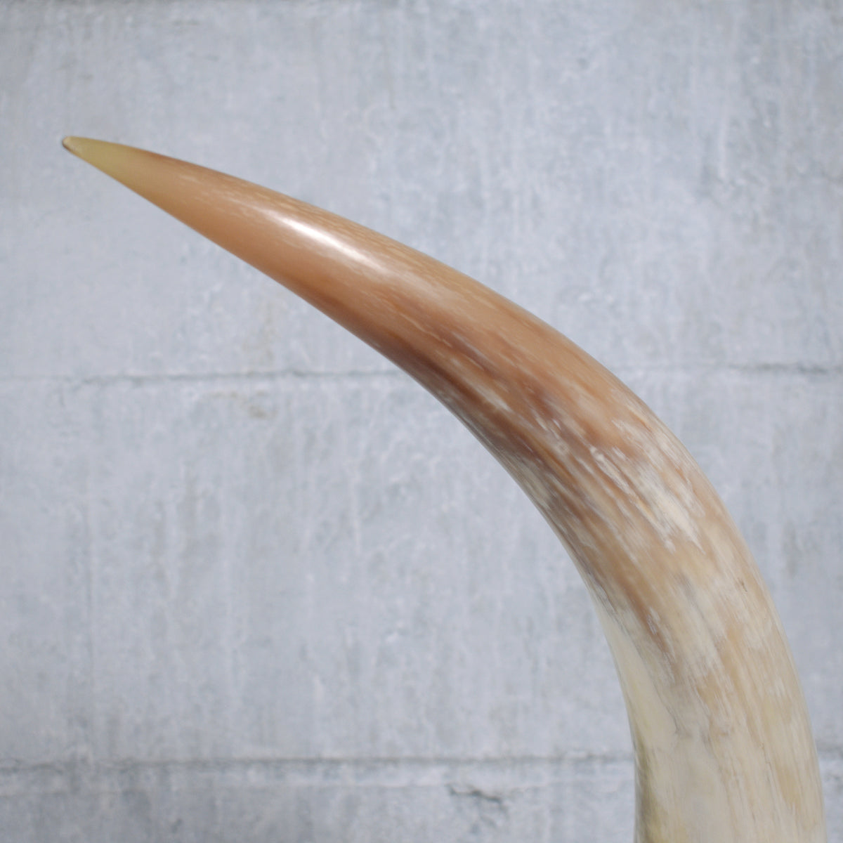 Pair of Natural Longhorn Steer on Lucite Bases