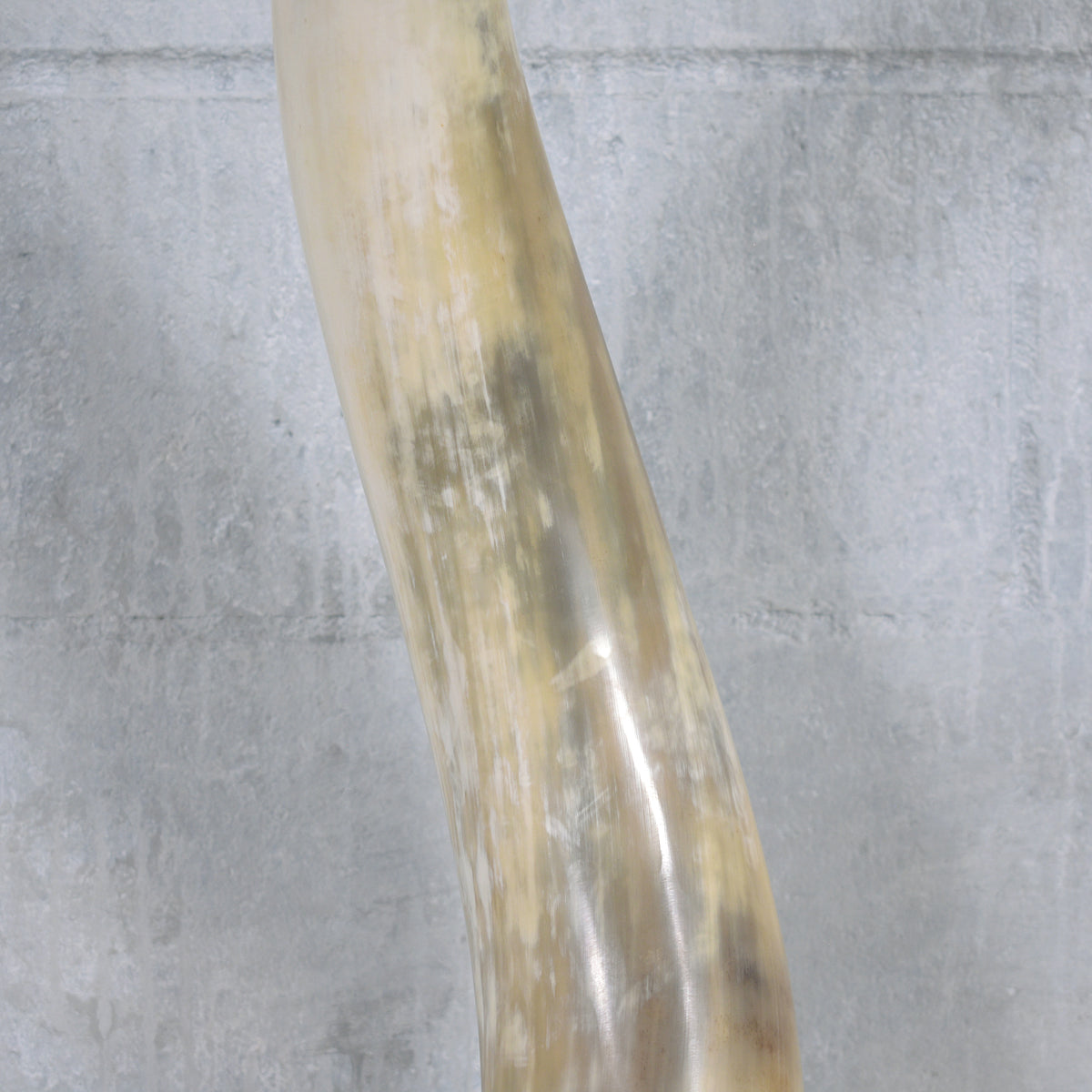 Pair of Natural Longhorn Steer on Lucite Bases