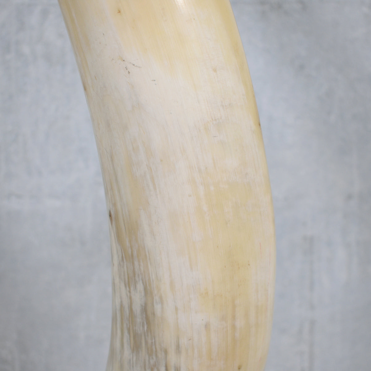 Pair of Natural Longhorn Steer on Lucite Bases